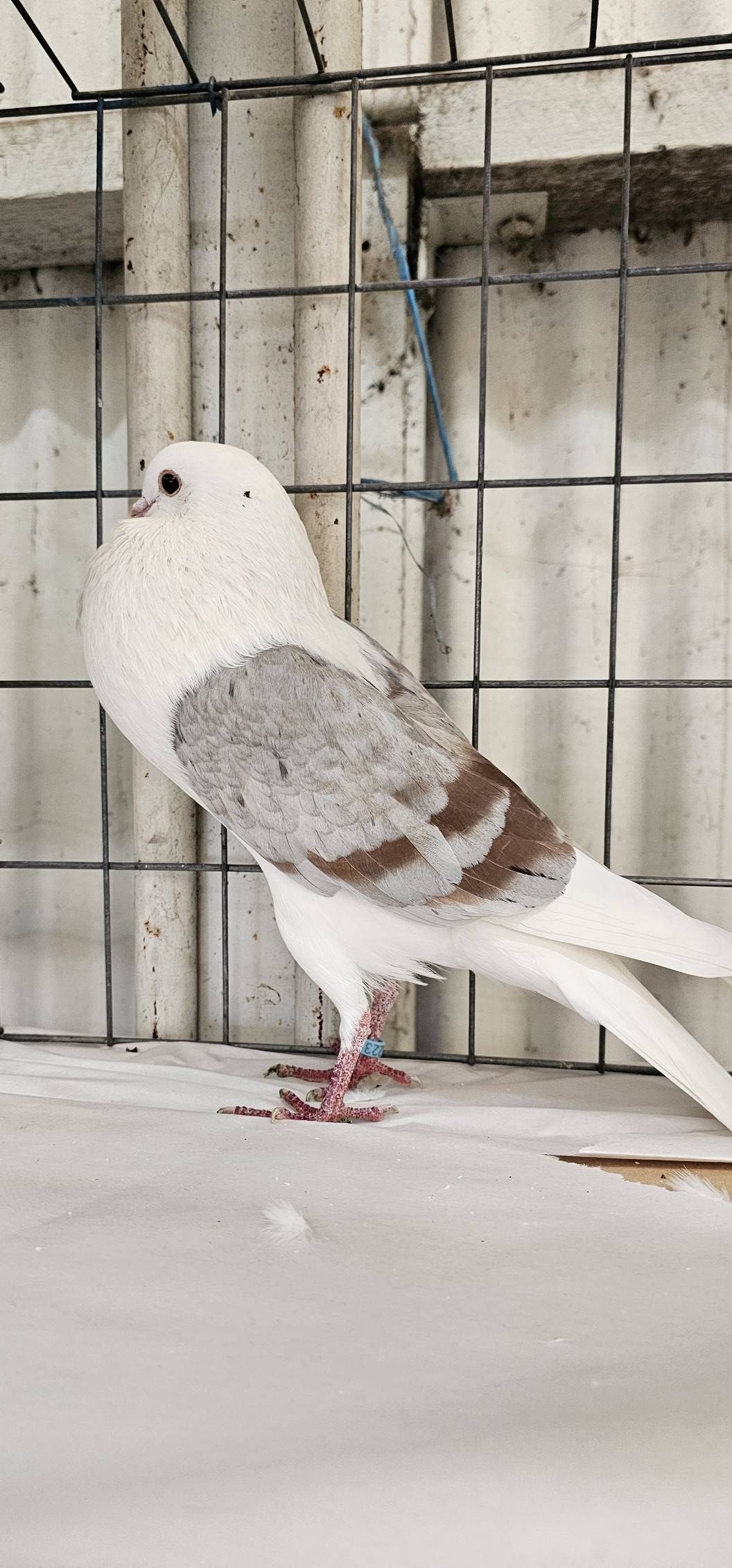 Best Voorburg Shield Cropper
